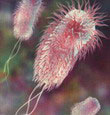 бактерии, пивышение иммунитета