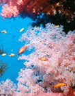 Коралловый кальций, БАДы NSP