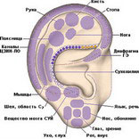 Проэкция органов на ухо